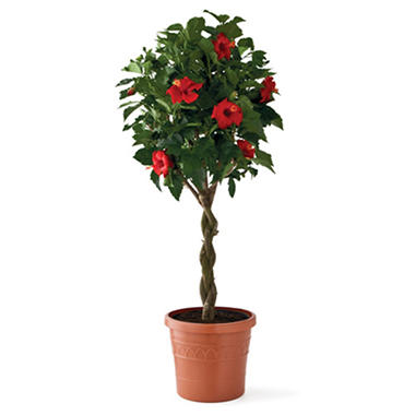 How do you care for a hibiscus tree?