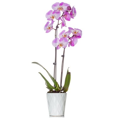 Just Add Ice 5" Orchid in Decorative Ceramic Pot - Sam's Club