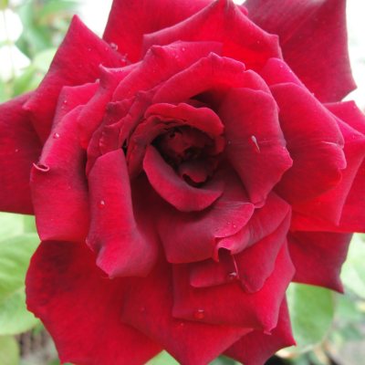 Sexton Scarlet Knight Rose - 2 pk. - Sam’s Club