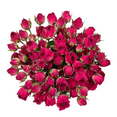 Spray Roses, Hot Pink (choose 60 or 120 stems) - Sam's Club