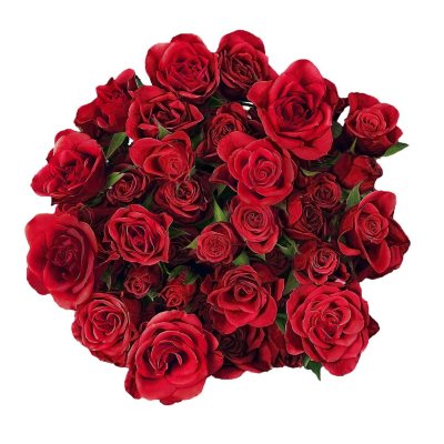 Spray Roses, Red (choose 60 or 120 stems) - Sam's Club