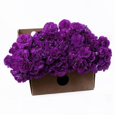 Florigene Mini Carnations, Moonberry (200 stems) - Sam's Club