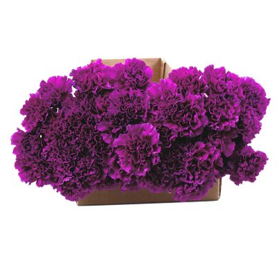 Florigene Carnations, Moonshade (140 stems) - Sam's Club