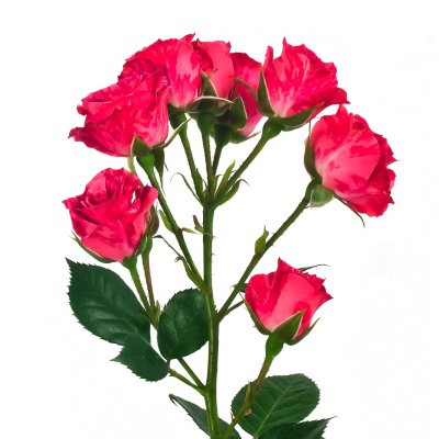 Spray Roses, Pink Flash (100 stems) - Sam's Club
