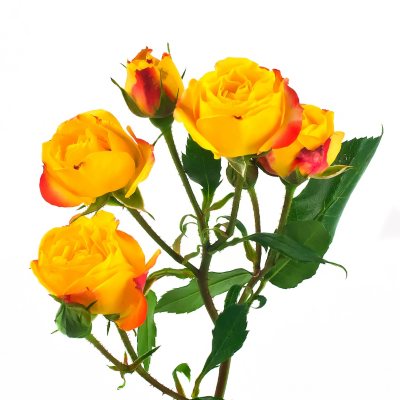 Spray Roses, Rumba (100 stems) - Sam's Club