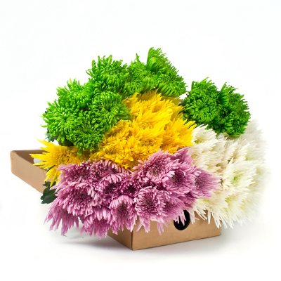 Spider Mums - Assorted Colors - 90 Stems - Sam's Club