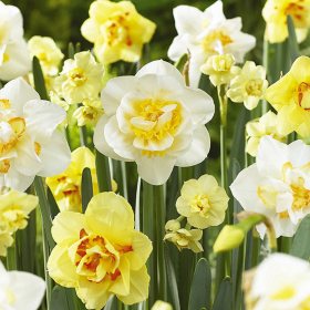 Daffodil - Double Mix - 45 Bulbs - Sam's Club