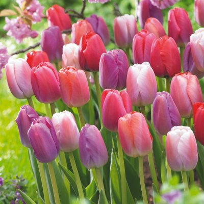 Pride Mix Tulips - 45 dormant bulbs - Sam's Club