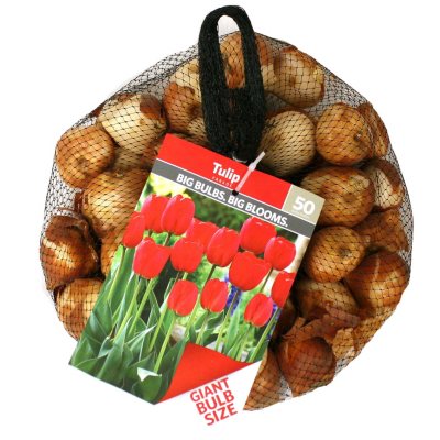 Tulip Mix - Bag of 100 Bulbs - Sam's Club