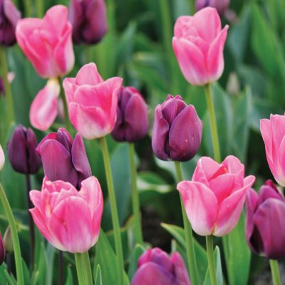 Tulip Purple/Pink Blend - Bag of 40 Bulbs - Sam's Club