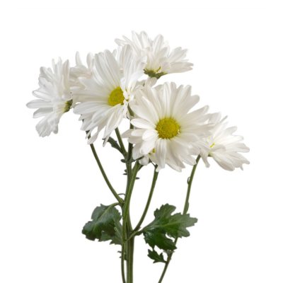 Poms, White Daisy (50 stems) - Sam's Club