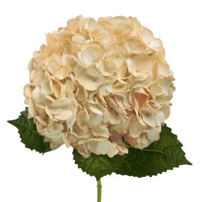 Painted Hydrangeas, Peach (14 stems) - Sam's Club