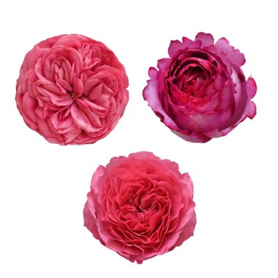 Garden Roses, Hot Pink (36 stems) - Sam's Club