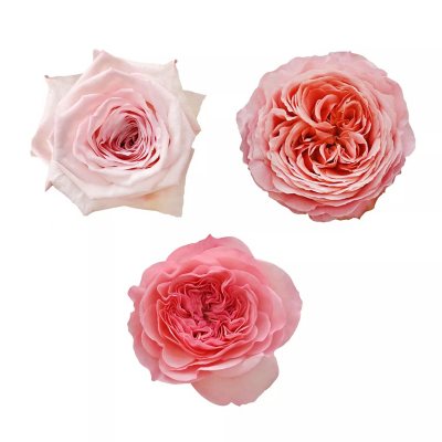 Garden Roses, Light Pink Variety (36 stems) - Sam's Club