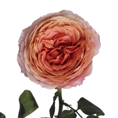 Garden Roses, Romantic Antique (36 stems) - Sam's Club