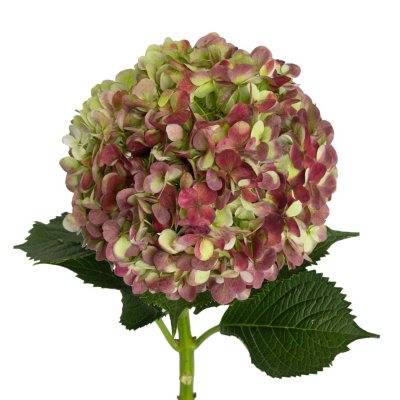 Jumbo Hydrangea, Antique Red (12 stems) - Sam’s Club