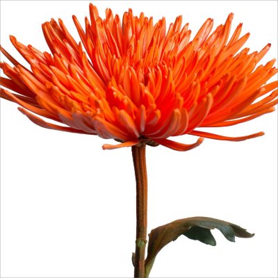 Spider Mums - Painted Orange - 100 Stems - Sam’s Club