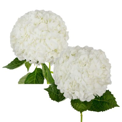 Hydrangea, White Jumbo and Natural Combo (20 stems) - Sam's Club