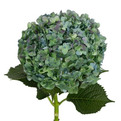 Jumbo Hydrangea, Hulk (12 stems) - Sam's Club