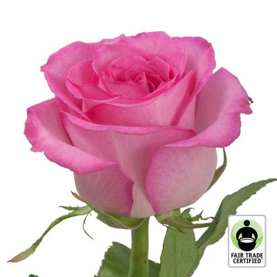 Fair Trade Roses, Pink (75 Stems) - Sam's Club