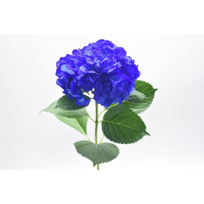 Painted Hydrangea, Navy Blue (choose 24 or 50 stems) - Sam ...