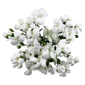 Solomio Flowers, White (80 stems) - Sam's Club