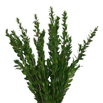 Myrtle Greenery (100 stems) - Sam's Club