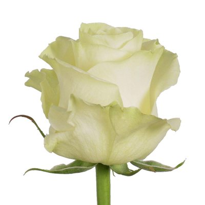 Roses, Mondial (Choose 50 or 100 stems) - Sam's Club