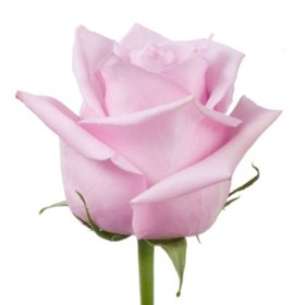 Roses, Nautica (Choose 50 or 100 stems) - Sam's Club