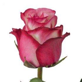 Roses, Paloma (Choose 50 or 100 stems) - Sam's Club