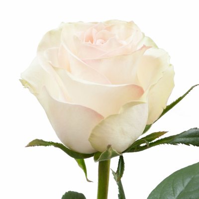 Roses, Marzipan (Choose 50 or 100 stems) - Sam's Club