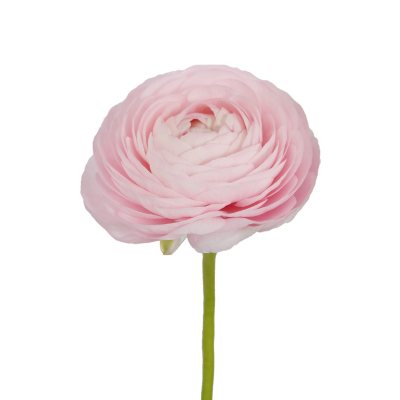 Ranunculus, Light Pink (choose stem count) - Sam's Club