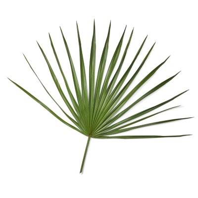 Palmetto Fans (50 stems) - Sam's Club