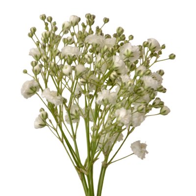 Gypsophila, Cloud (Choose 50 or 100 stems) - Sam's Club