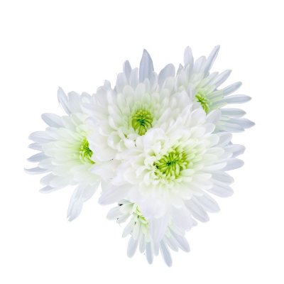 Cushion Pom, White (100 stems) - Sam's Club