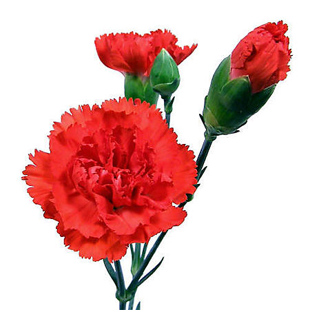 Mini Carnations, Red (150 Stems) - Sam's Club