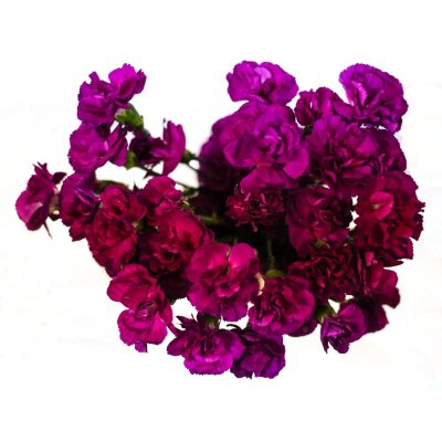 Mini Carnations, Purple (choose stem count) - Sam's Club