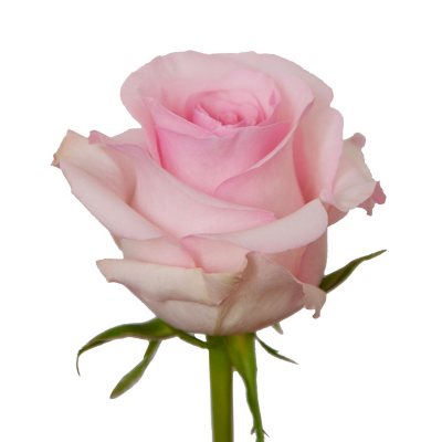 Long Stem Roses, Light Pink (100 stems) - Sam's Club