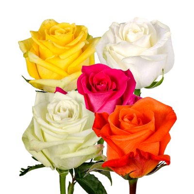 Roses, Assorted Colors (125 stems) - Sam's Club