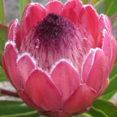 Protea Red Ice (25 stems) - Sam's Club