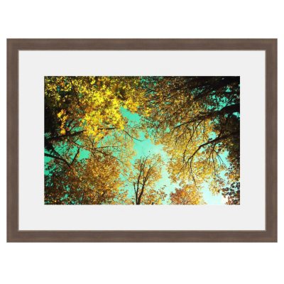 Framed Fine Art Photography - Golden Foliage by Sylvia Cook - Sam's Club